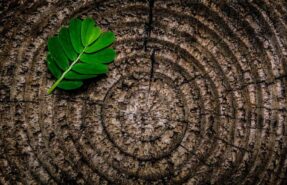Growing significance of the employer brand